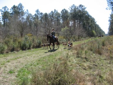 Chasse Cerf